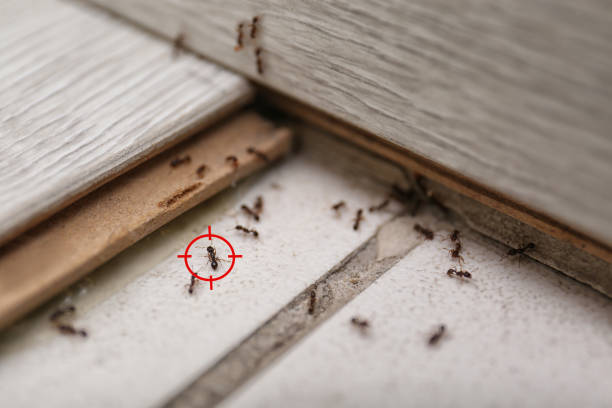 Wasp Removal Services in Taos, NM