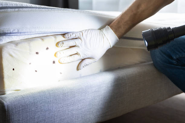 Best Emergency Pest Control  in Taos, NM